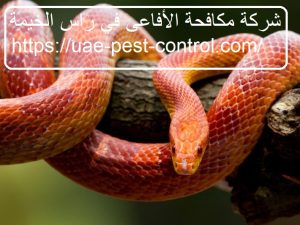شركة مكافحة الأفاعى في راس الخيمة
