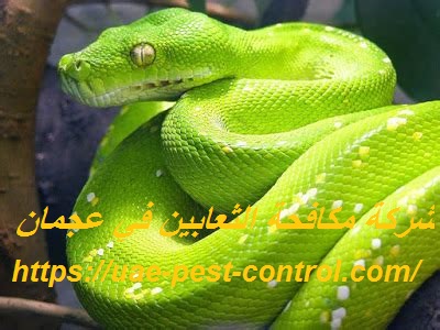 شركة مكافحة الثعابين في عجمان