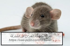 شركة مكافحة الفئران في الشارقة