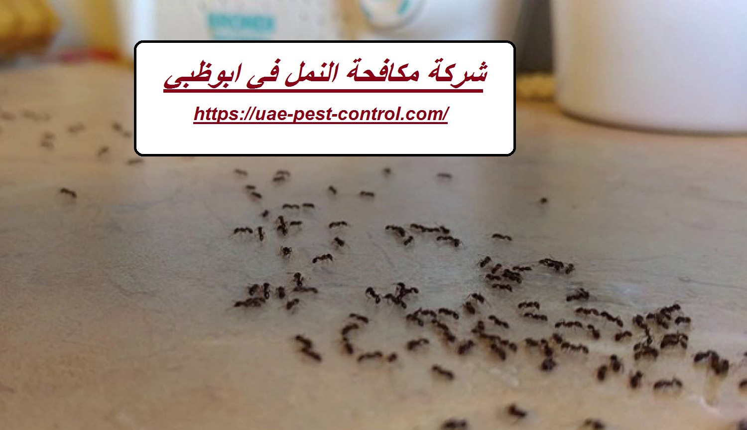 شركة مكافحة النمل في ابوظبي