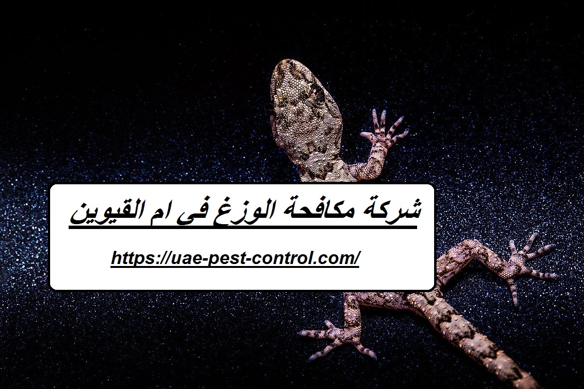 شركة مكافحة الوزغ في ام القيوين